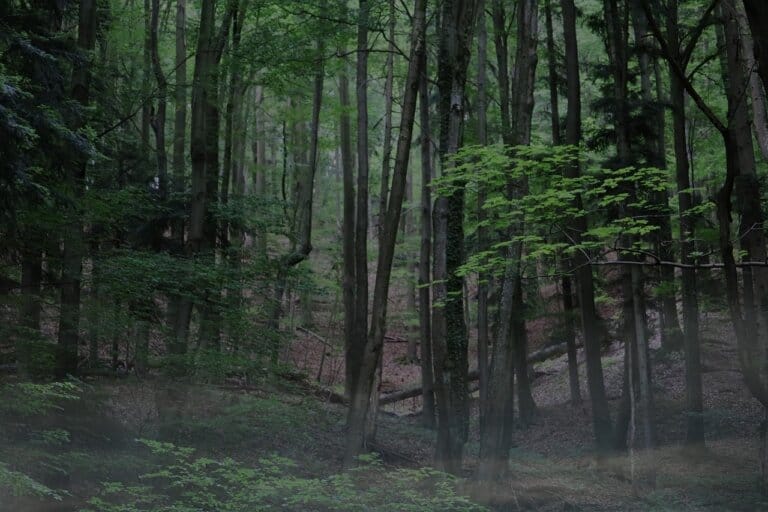 Mehr über den Artikel erfahren Der Wald des Äußeren Grüngürtels – Auswirkungen des Klimawandels