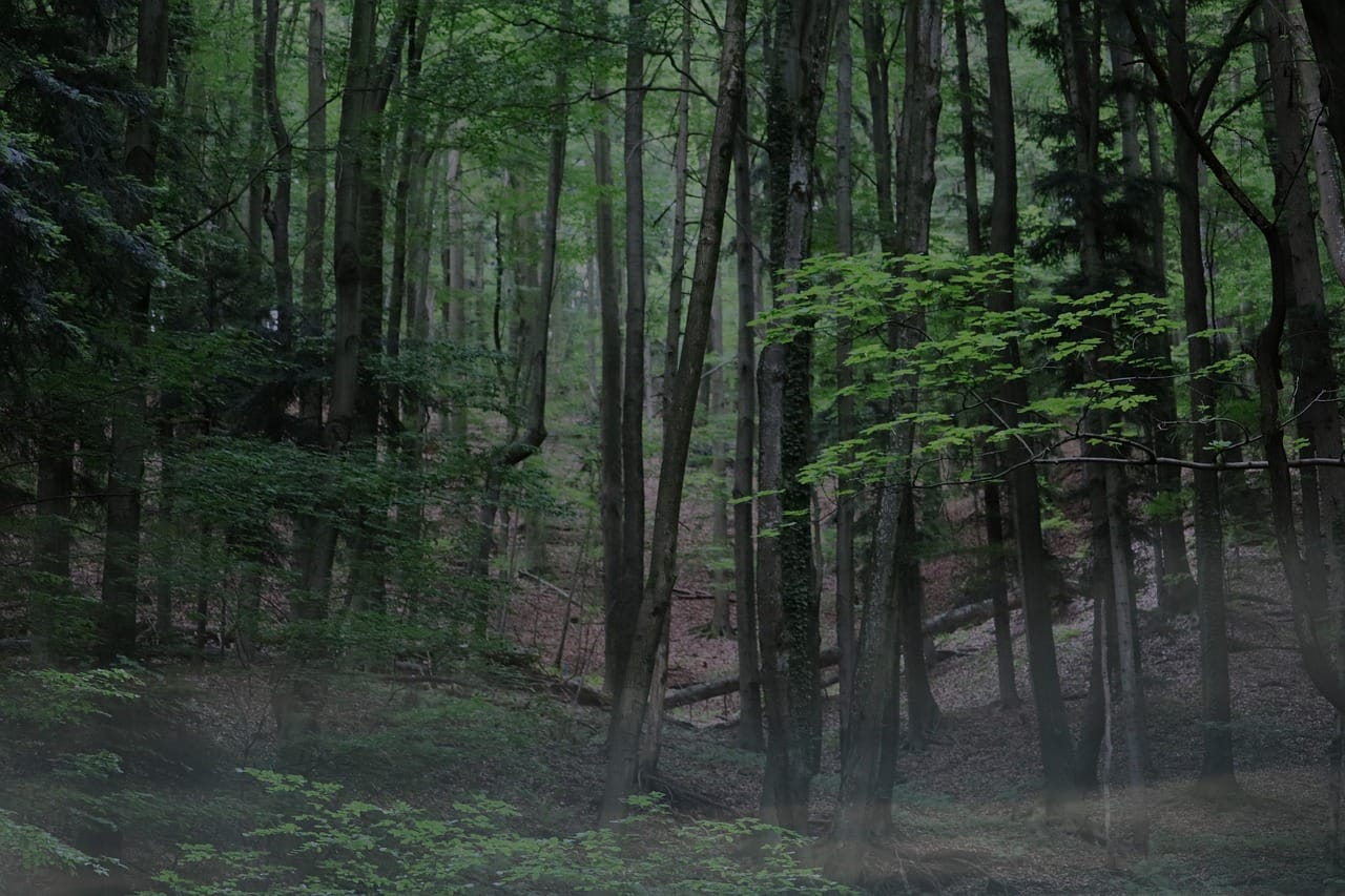 Du betrachtest gerade Der Wald des Äußeren Grüngürtels – Auswirkungen des Klimawandels