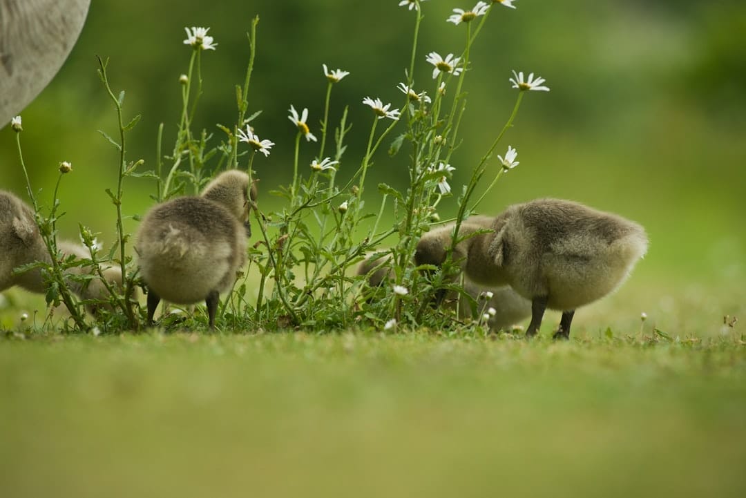 Mehr über den Artikel erfahren Schutz und Erhaltung: Naturschutzgebiet Wahner Heide