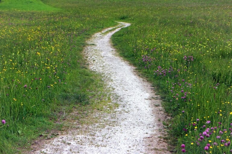 Mehr über den Artikel erfahren Wanderwege in der Wahner Heide: Entdecken Sie die Natur!