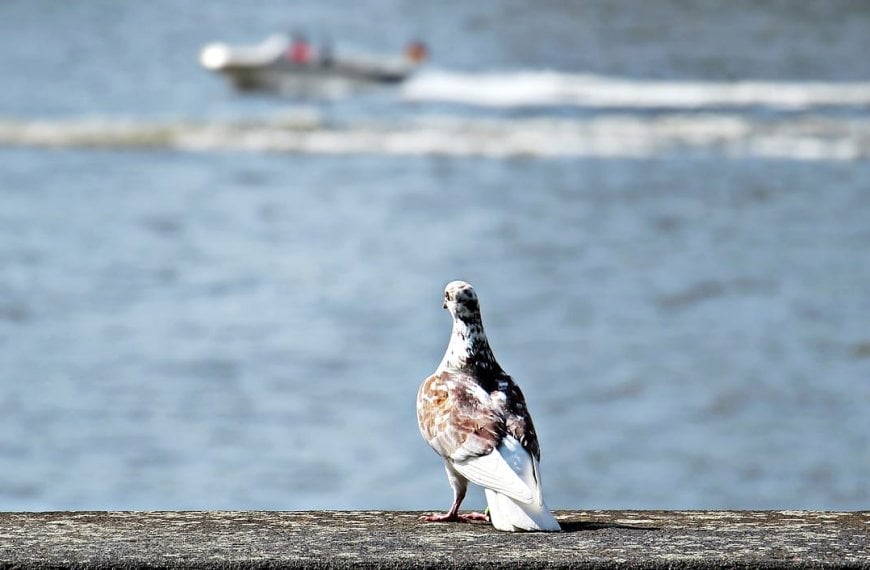 Die Zündorfer Groov: Freizeitinsel im Kölner Süden