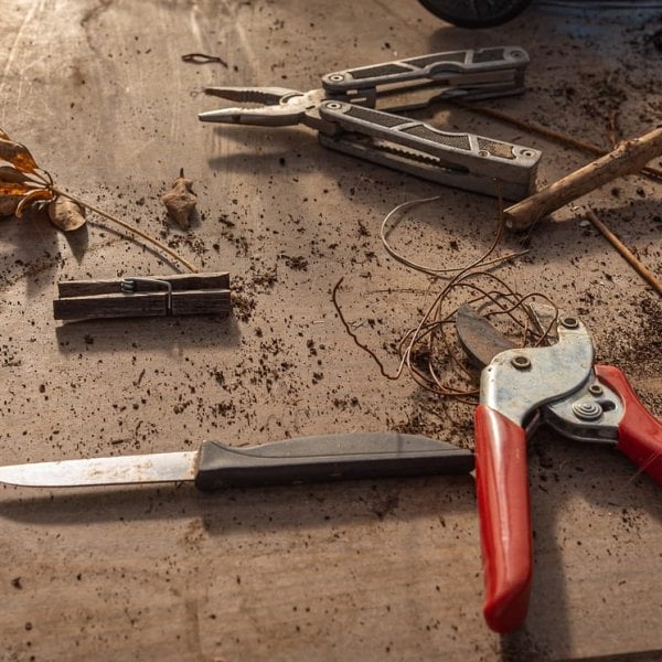 Obstbaum-Sommer-Veredelungsseminar