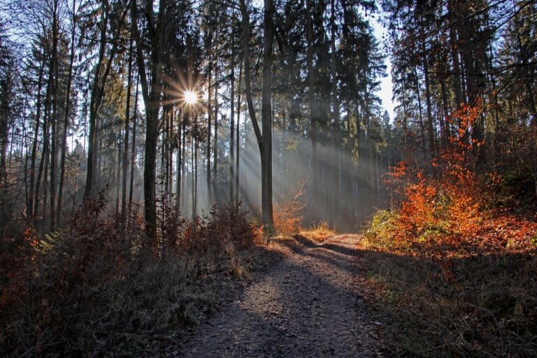 Mehr über den Artikel erfahren Erkundung des Naherholungsgebiets Königsforst: Natur pur in der Stadt