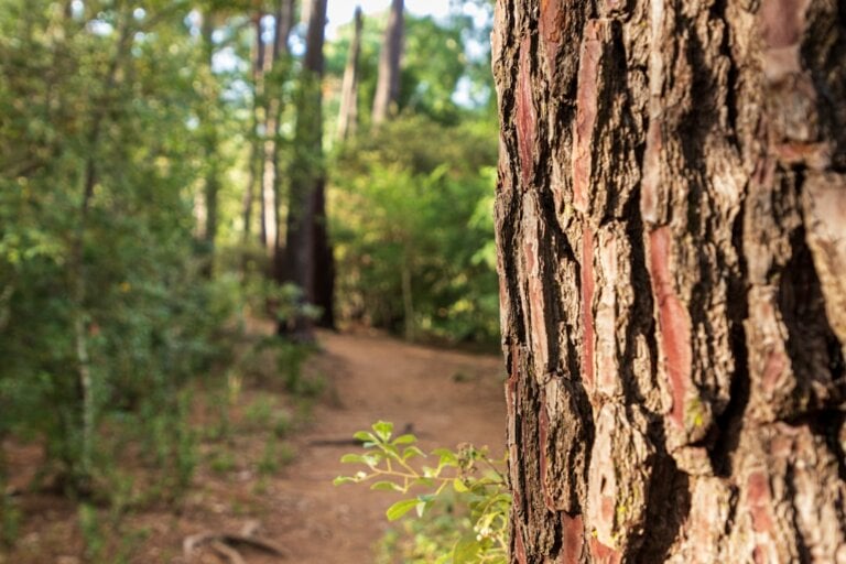 Mehr über den Artikel erfahren Die Schönheit des Königsforst: Ein Naturparadies in Deutschland