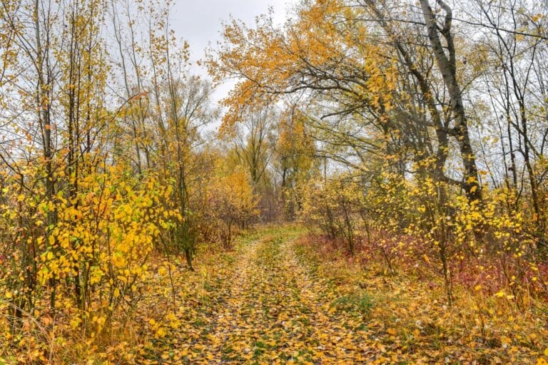 Mehr über den Artikel erfahren Herbstliche Aktivitäten: Genießen Sie die bunte Jahreszeit!
