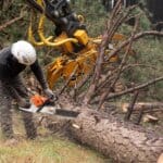 forestry, logging, nature, trees, pine, power saw, saw, tree saw, workman, worker, handyman, machines, tree care, nature restoration, logging, logging, logging, logging, logging, power saw, saw, workman, handyman