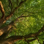 Lebendiges Museum im Haus des Waldes: Wachsende Astskulpturen und kreativer Waldschutz