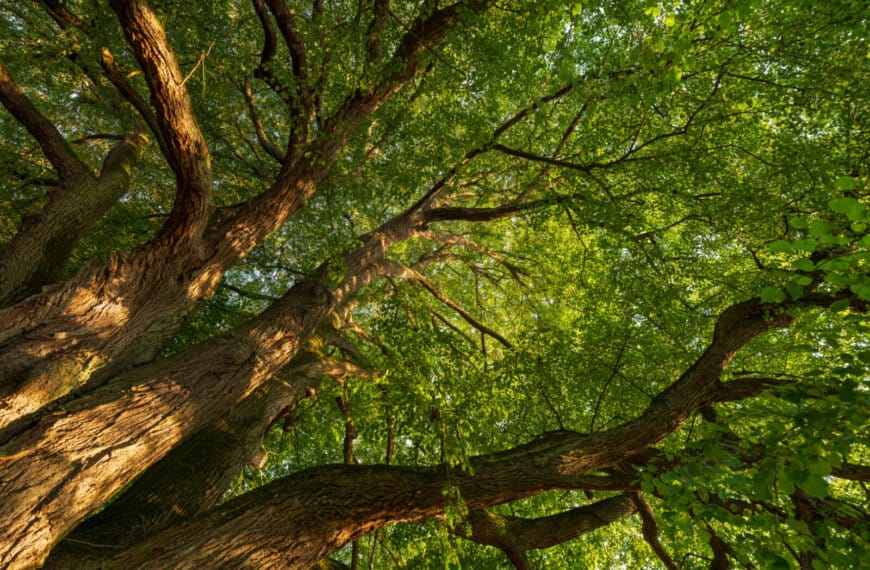 Lebendiges Museum im Haus des Waldes: Wachsende Astskulpturen und kreativer Waldschutz