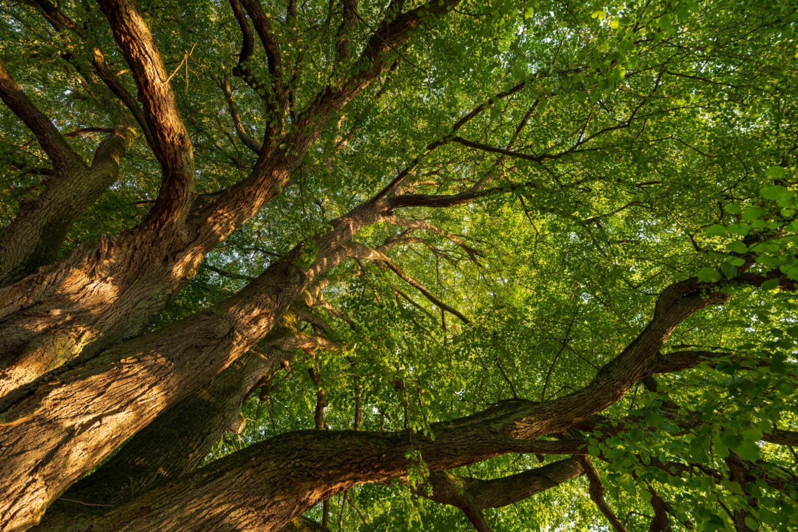 Du betrachtest gerade Lebendiges Museum im Haus des Waldes: Wachsende Astskulpturen und kreativer Waldschutz
