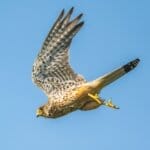 A bird flying through a blue sky with it's wings spread