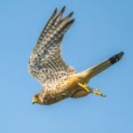 A bird flying through a blue sky with it's wings spread