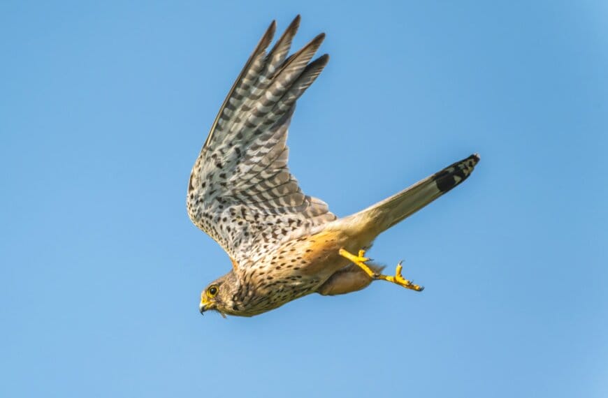 A bird flying through a blue sky with it's wings spread
