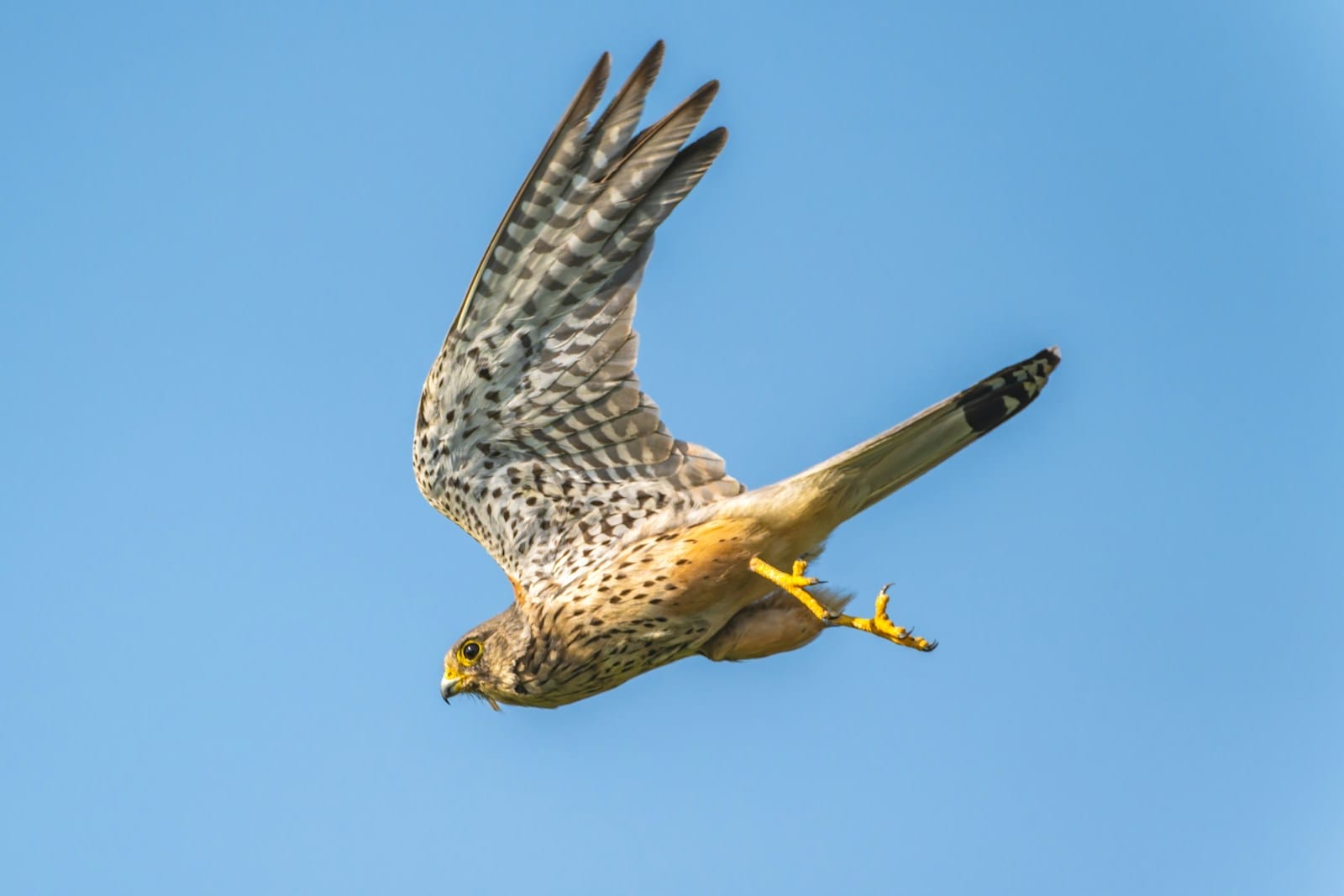 A bird flying through a blue sky with it's wings spread